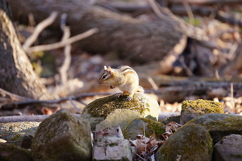 Eastern Chipmunk (Tamias striatus "quasimodus")  Animal,Chipmunk,Eastern Chipmunk,Eastern chipmunk,Geotagged,Mammal,Mendon Ponds County Park,Nature,New York State,Rochester,Rodent,Rodentia,Sciuridae,Spring,Squirrel,Tamias,Tamias striatus,United States,United States of America
