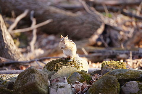 Eastern Chipmunk (Tamias striatus)  Animal,Chipmunk,Eastern Chipmunk,Eastern chipmunk,Geotagged,Mammal,Mendon Ponds County Park,Nature,New York State,Rochester,Rodent,Rodentia,Sciuridae,Spring,Squirrel,Tamias,Tamias striatus,United States,United States of America