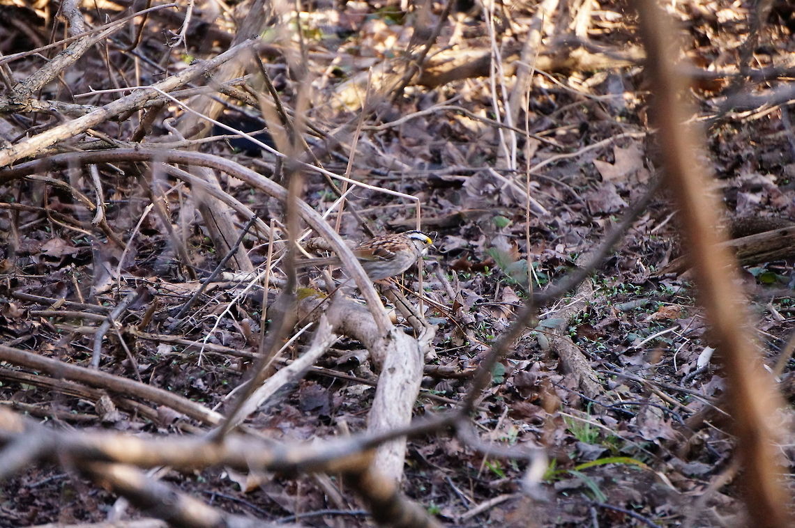 White-throated Sparrow (Zonotrichia albicollis)  Animal,Bird,Emberizidae,Geotagged,Mendon Ponds County Park,Nature,New York State,Passeri,Passeriformes,Perching Bird,Rochester,Songbird,Spring,United States,United States of America,Vertebrate,White-throated Sparrow,Zonotrichia,Zonotrichia albicollis