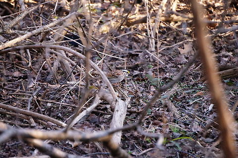 White-throated Sparrow (Zonotrichia albicollis)  Animal,Bird,Emberizidae,Geotagged,Mendon Ponds County Park,Nature,New York State,Passeri,Passeriformes,Perching Bird,Rochester,Songbird,Spring,United States,United States of America,Vertebrate,White-throated Sparrow,Zonotrichia,Zonotrichia albicollis
