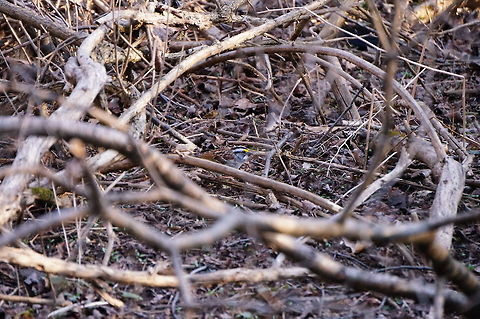 White-throated Sparrow (Zonotrichia albicollis)  Animal,Bird,Emberizidae,Geotagged,Mendon Ponds County Park,Nature,New York State,Passeri,Passeriformes,Perching Bird,Rochester,Songbird,Spring,United States,United States of America,Vertebrate,White-throated Sparrow,Zonotrichia,Zonotrichia albicollis