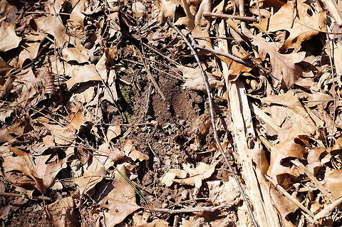 Deer Tracks  Animal,Animal Tracks,Artiodactyla,Capreolinae,Cervidae,Deer,Even-toed ungulate,Mammal,Mendon Ponds County Park,Nature,New World Deer,New York State,Odocoileus,Odocoileus virginianus,Rochester,Spring,United States,United States of America,Vertebrate,White-tailed Deer