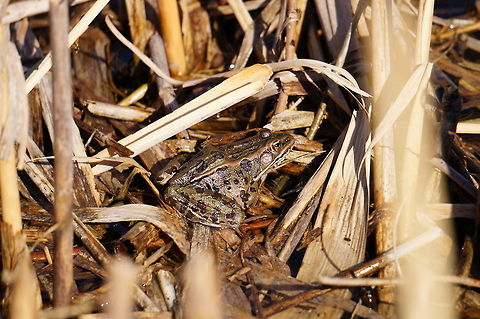 Northern Leopard Frog (Lithobates pipiens)  Amphibian,Animal,Anura,Frog,Geotagged,Lithobates,Lithobates pipiens,Mendon Ponds County Park,Nature,New York State,Northern leopard frog,Ranidae,Ranoidea,Rochester,Spring,True Frog,United States,United States of America,Vertebrate