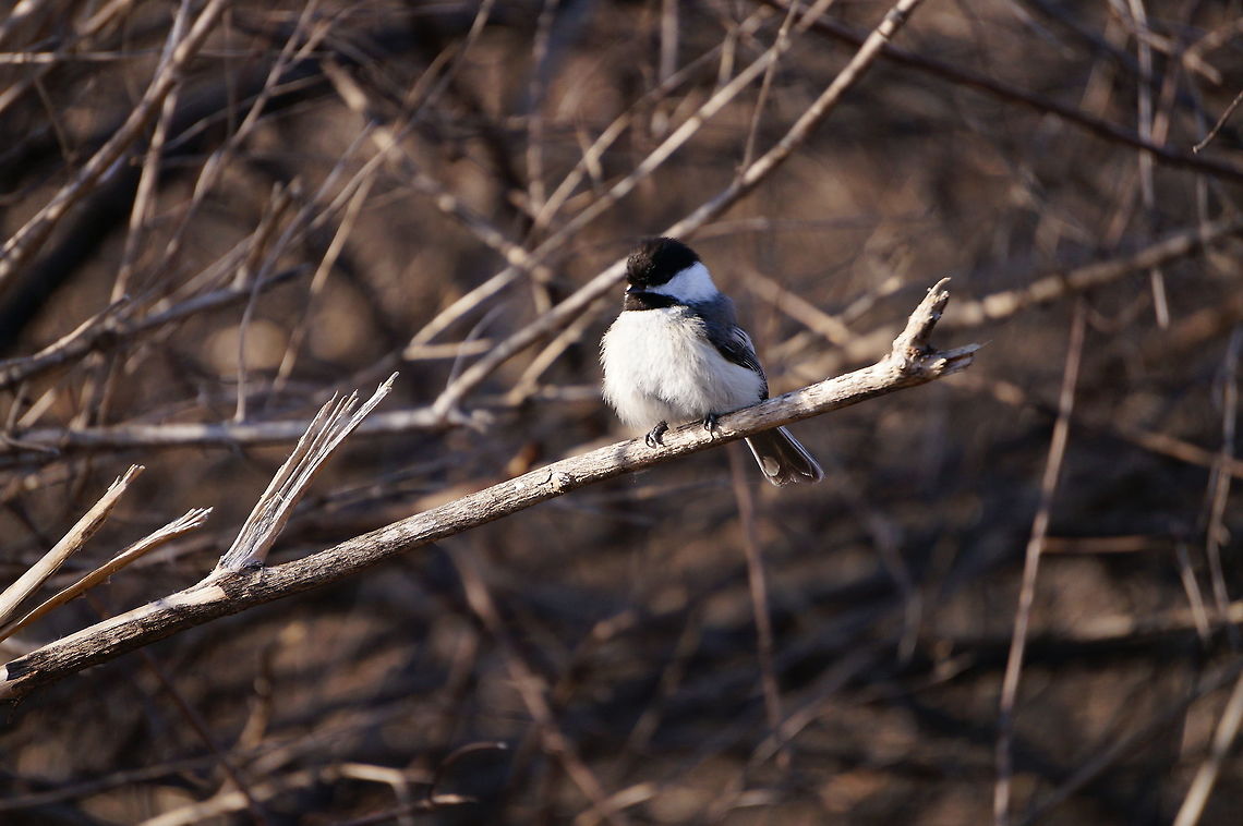 Black-capped Chickadee (Poecile atricapillus)  Animal,Bird,Black-Capped Chickadee,Black-capped Chickadee,Chickadee,Mendon Ponds County Park,Nature,New York State,Paridae,Passeri,Passeriformes,Perching Bird,Poecile,Poecile atricapillus,Rochester,Songbird,Spring,Tit,United States