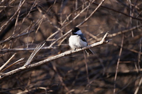 Black-capped Chickadee (Poecile atricapillus)  Animal,Bird,Black-Capped Chickadee,Black-capped Chickadee,Chickadee,Mendon Ponds County Park,Nature,New York State,Paridae,Passeri,Passeriformes,Perching Bird,Poecile,Poecile atricapillus,Rochester,Songbird,Spring,Tit,United States