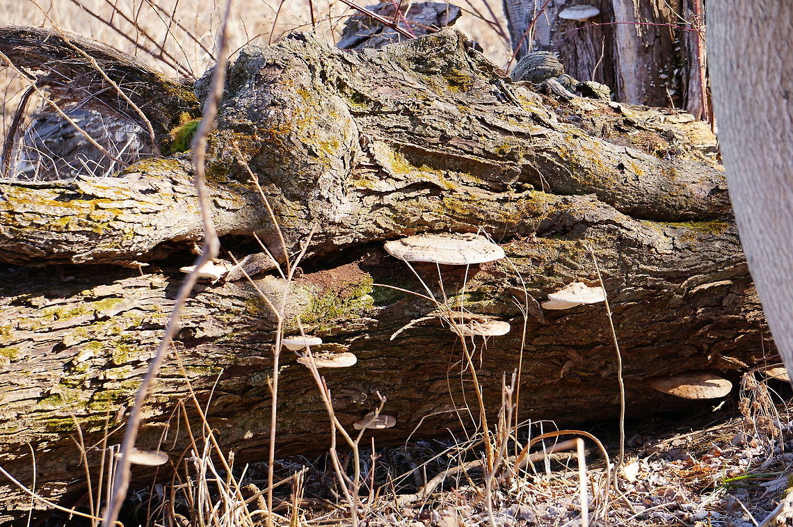 Unidentified Mushroom  Fungi,Geotagged,Mendon Ponds County Park,Nature,New York State,Rochester,Spring,United States,United States of America
