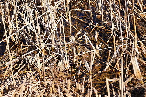 Northern Leopard Frog (Lithobates pipiens)  Amphibian,Animal,Anura,Frog,Geotagged,Lithobates,Lithobates pipiens,Mendon Ponds County Park,Nature,New York State,Northern leopard frog,Ranidae,Ranoidea,Rochester,Spring,True Frog,United States,United States of America,Vertebrate