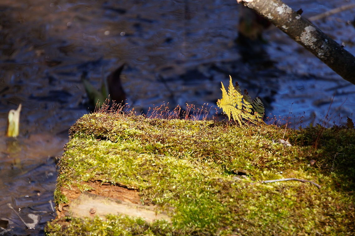 Unidentified Moss  Bryophyta,Geotagged,Mendon Ponds County Park,Moss,Nature,New York State,Plant,Rochester,Spring,United States,United States of America