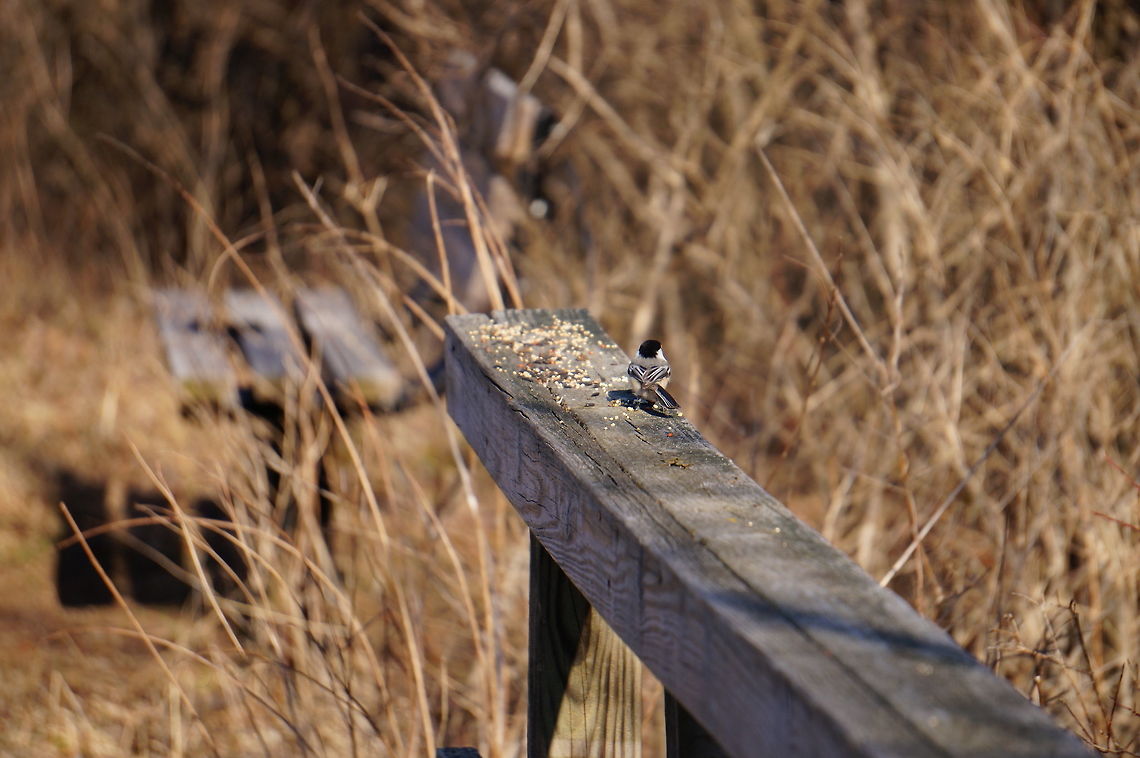 Black-capped Chicakdee (Poecile atricapillus)  Animal,Bird,Black-Capped Chickadee,Black-capped Chickadee,Chickadee,Mendon Ponds County Park,Nature,New York State,Paridae,Passeri,Passeriformes,Perching Bird,Poecile,Poecile atricapillus,Rochester,Songbird,Spring,Tit,United States