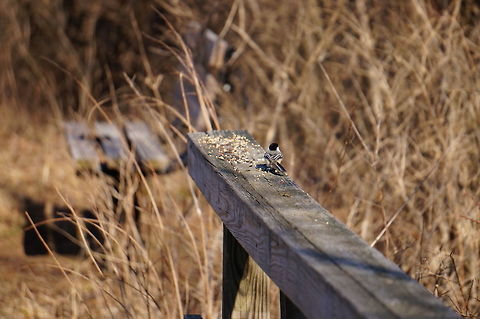 Black-capped Chicakdee (Poecile atricapillus)  Animal,Bird,Black-Capped Chickadee,Black-capped Chickadee,Chickadee,Mendon Ponds County Park,Nature,New York State,Paridae,Passeri,Passeriformes,Perching Bird,Poecile,Poecile atricapillus,Rochester,Songbird,Spring,Tit,United States