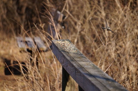 Black-capped Chicakdee, in flight (Poecile atricapillus)  Animal,Bird,Black-Capped Chickadee,Black-capped Chickadee,Chickadee,Mendon Ponds County Park,Nature,New York State,Paridae,Passeri,Passeriformes,Perching Bird,Poecile,Poecile atricapillus,Rochester,Songbird,Spring,Tit,United States