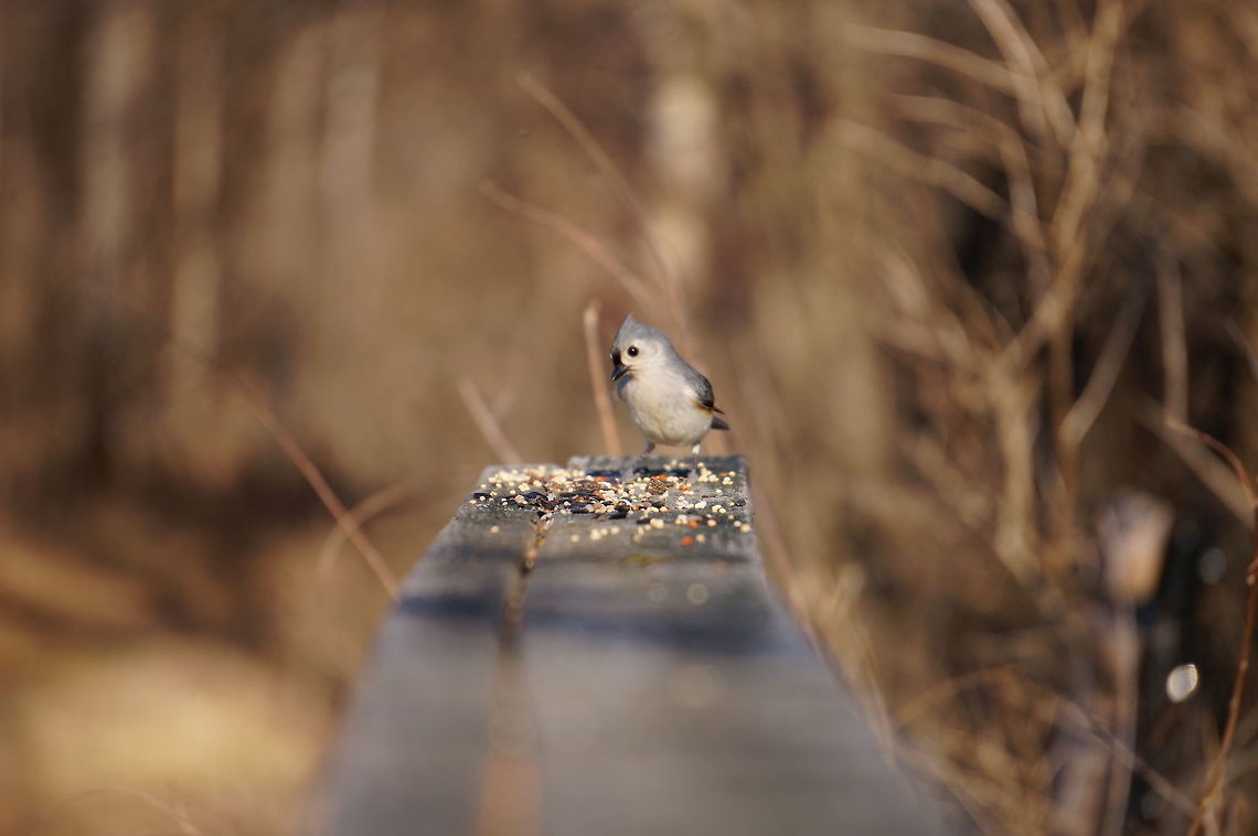 Tufted Titmouse (Baeolophus bicolor)  Animal,Baeolophus,Baeolophus bicolor,Bird,Geotagged,Mendon Ponds County Park,Nature,New York State,Paridae,Passeri,Passeriformes,Perching Bird,Rochester,Songbird,Spring,Titmouse,Tufted Titmouse,United States,United States of America