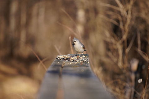 Tufted Titmouse (Baeolophus bicolor)  Animal,Baeolophus,Baeolophus bicolor,Bird,Geotagged,Mendon Ponds County Park,Nature,New York State,Paridae,Passeri,Passeriformes,Perching Bird,Rochester,Songbird,Spring,Titmouse,Tufted Titmouse,United States,United States of America