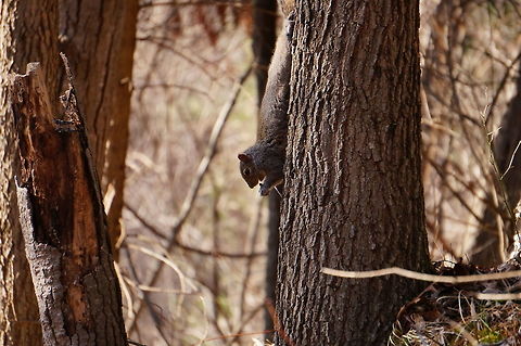 Eastern Gray Squirrel (Sciurus carolinensis)  Animal,Eastern Gray Squirrel,Eastern gray squirrel,Geotagged,Mammal,Mendon Ponds County Park,Nature,New York State,Rochester,Rodent,Rodentia,Sciuridae,Sciurus,Sciurus carolinensis,Spring,Squirrel,Tree Squirrel,United States,United States of America