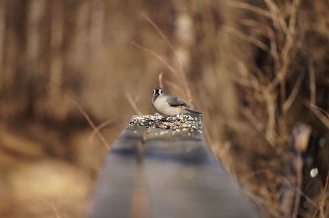 Tufted Titmouse (Baeolophus bicolor)  Animal,Baeolophus,Baeolophus bicolor,Bird,Geotagged,Mendon Ponds County Park,Nature,New York State,Paridae,Passeri,Passeriformes,Perching Bird,Rochester,Songbird,Spring,Titmouse,Tufted Titmouse,United States,United States of America