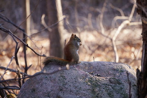 American Red Squirrel (Tamiasciurus hudsonicus)  American Red Squirrel,American red squirrel,Animal,Geotagged,Mammal,Mendon Ponds County Park,Nature,New York State,Pine Squirrel,Rochester,Rodent,Rodentia,Sciuridae,Spring,Squirrel,Tamiasciurus,Tamiasciurus hudsonicus,United States,United States of America