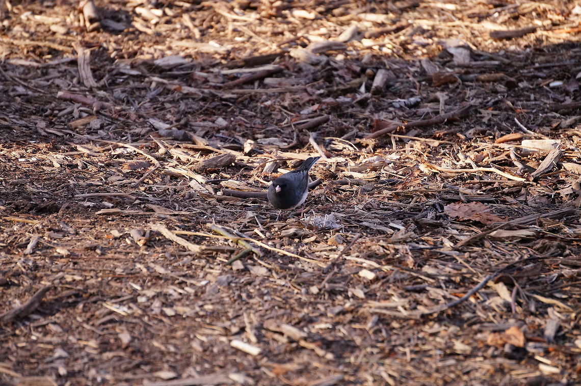 Dark-eyed Junco (Junco hyemalis)  Animal,Bird,Dark-eyed Junco,Emberizidae,Geotagged,Junco,Junco hyemalis,Mendon Ponds County Park,Nature,New York State,Passeriformes,Perching Bird,Rochester,Spring,United States,United States of America,Vertebrate