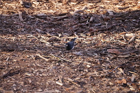 Dark-eyed Junco (Junco hyemalis)  Animal,Bird,Dark-eyed Junco,Emberizidae,Geotagged,Junco,Junco hyemalis,Mendon Ponds County Park,Nature,New York State,Passeriformes,Perching Bird,Rochester,Spring,United States,United States of America,Vertebrate