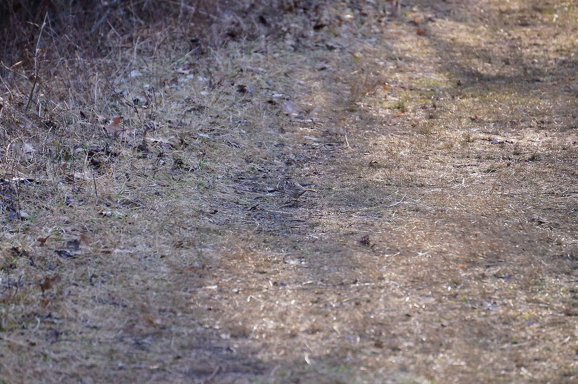 Song Sparrow (Melospiza melodia)  Animal,Bird,Emberizidae,Geotagged,Melospiza,Melospiza melodia,Mendon Ponds County Park,Nature,New York State,Passeriformes,Perching Bird,Rochester,Song Sparrow,Spring,United States,United States of America,Vertebrate