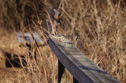 Black-capped Chicakdee, taking off (Poecile atricapillus)  Animal,Bird,Black-Capped Chickadee,Black-capped Chickadee,Chickadee,Mendon Ponds County Park,Nature,New York State,Paridae,Passeri,Passeriformes,Perching Bird,Poecile,Poecile atricapillus,Rochester,Songbird,Spring,Tit,United States