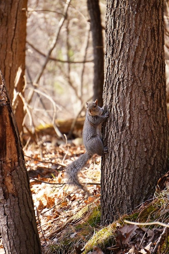 Eastern Gray Squirrel (Sciurus carolinensis)  Animal,Eastern Gray Squirrel,Eastern gray squirrel,Geotagged,Mammal,Mendon Ponds County Park,Nature,New York State,Rochester,Rodent,Rodentia,Sciuridae,Sciurus,Sciurus carolinensis,Spring,Squirrel,Tree Squirrel,United States,United States of America,Vertebrate