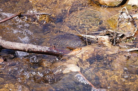 Painted Turtle (Chrysemys picta) If you can't find it, look at this version instead:
http://www.jungledragon.com/image/28461/painted_turtle_chrysemys_picta.html Animal,Chrysemys,Chrysemys picta,Cryptodira,Deirochelyinae,Emydidae,Henrietta,Nature,New York State,Painted Turtle,Painted turtle,Pond Turtle,Reptile,Rochester,Testudines,Tinker Nature Park,Turtle,United States,United States of America