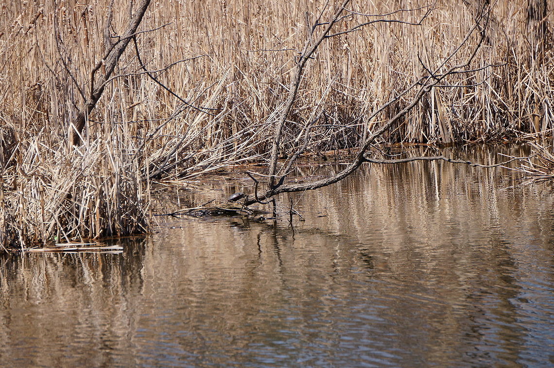 Painted Turtle (Chrysemys picta) You can see the surroundings more here:<br />
<figure class="photo"><a href="https://www.jungledragon.com/image/28454/painted_turtle_chrysemys_picta.html" title="Painted Turtle (Chrysemys picta)"><img src="https://s3.amazonaws.com/media.jungledragon.com/images/1559/28454_thumb.JPG?AWSAccessKeyId=05GMT0V3GWVNE7GGM1R2&Expires=1770854410&Signature=84z8XxYAC%2FDCAQ3WhzR9DVZkfew%3D" width="200" height="134" alt="Painted Turtle (Chrysemys picta) You can see the surroundings more here:<br />
http://www.jungledragon.com/image/28454/painted_turtle_chrysemys_picta.html Animal,Chrysemys,Chrysemys picta,Cryptodira,Deirochelyinae,Emydidae,Geotagged,Henrietta,Nature,New York State,Painted Turtle,Painted turtle,Pond Turtle,Reptile,Rochester,Testudines,Tinker Nature Park,Turtle,United States,United States of America" /></a></figure> Animal,Chrysemys,Chrysemys picta,Cryptodira,Deirochelyinae,Emydidae,Geotagged,Henrietta,Nature,New York State,Painted Turtle,Painted turtle,Pond Turtle,Reptile,Rochester,Testudines,Tinker Nature Park,Turtle,United States,United States of America