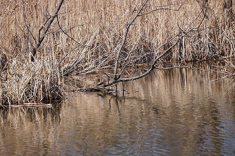 Painted Turtle (Chrysemys picta) You can see the surroundings more here:
http://www.jungledragon.com/image/28454/painted_turtle_chrysemys_picta.html Animal,Chrysemys,Chrysemys picta,Cryptodira,Deirochelyinae,Emydidae,Geotagged,Henrietta,Nature,New York State,Painted Turtle,Painted turtle,Pond Turtle,Reptile,Rochester,Testudines,Tinker Nature Park,Turtle,United States,United States of America