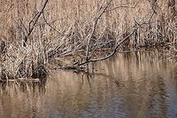 Painted Turtle (Chrysemys picta) You can see the surroundings more here:<br />
http://www.jungledragon.com/image/28454/painted_turtle_chrysemys_picta.html Animal,Chrysemys,Chrysemys picta,Cryptodira,Deirochelyinae,Emydidae,Geotagged,Henrietta,Nature,New York State,Painted Turtle,Painted turtle,Pond Turtle,Reptile,Rochester,Testudines,Tinker Nature Park,Turtle,United States,United States of America
