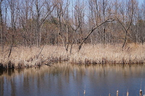 Painted Turtle (Chrysemys picta) If you look really close, you can the painted turtle on the branch sticking out of the water near the left third line.
You can see it closer here:
http://www.jungledragon.com/image/28454/painted_turtle_chrysemys_picta.html Chrysemys picta,Geotagged,Henrietta,New York State,Painted turtle,Rochester,Tinker Nature Park,United States,United States of America,Winter
