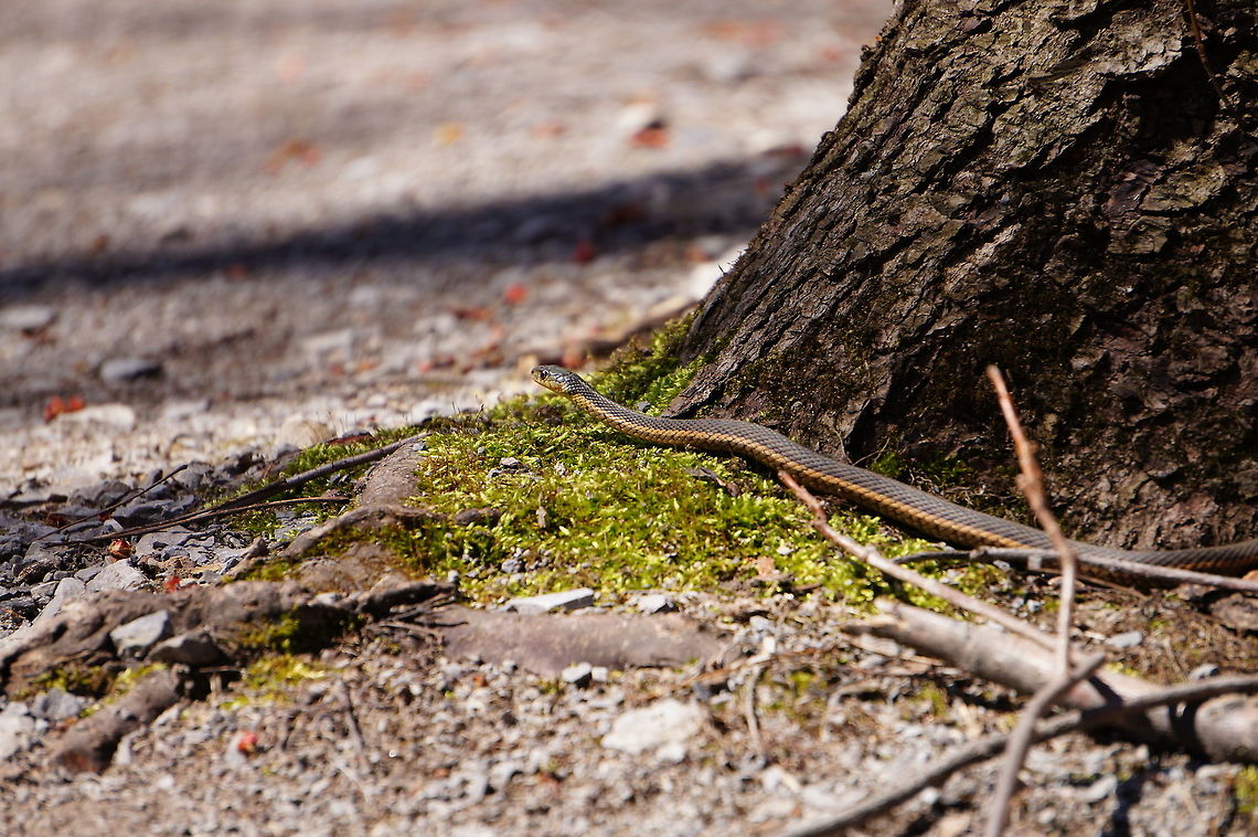 Eastern Garter Snake (Thamnophis sirtalis sirtalis)  Animal,Colubridae,Common Garter Snake,Eastern Garter Snake,Garter snake,Henrietta,Natricinae,Nature,New York State,Reptile,Rochester,Scaled Reptile,Serpentes,Snake,Squamata,T. sirtalis,Thamnophis,Thamnophis sirtalis,Thamnophis sirtalis sirtalis,Tinker Nature Park