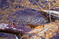 Painted Turtle (Chrysemys picta) A zoomed-in, enhanced version of this photo: http://www.jungledragon.com/image/28453/painted_turtle_chrysemys_picta.html Animal,Chrysemys,Chrysemys picta,Cryptodira,Deirochelyinae,Emydidae,Henrietta,Nature,New York State,Painted Turtle,Painted turtle,Pond Turtle,Reptile,Rochester,Spring,Testudines,Tinker Nature Park,Turtle,United States