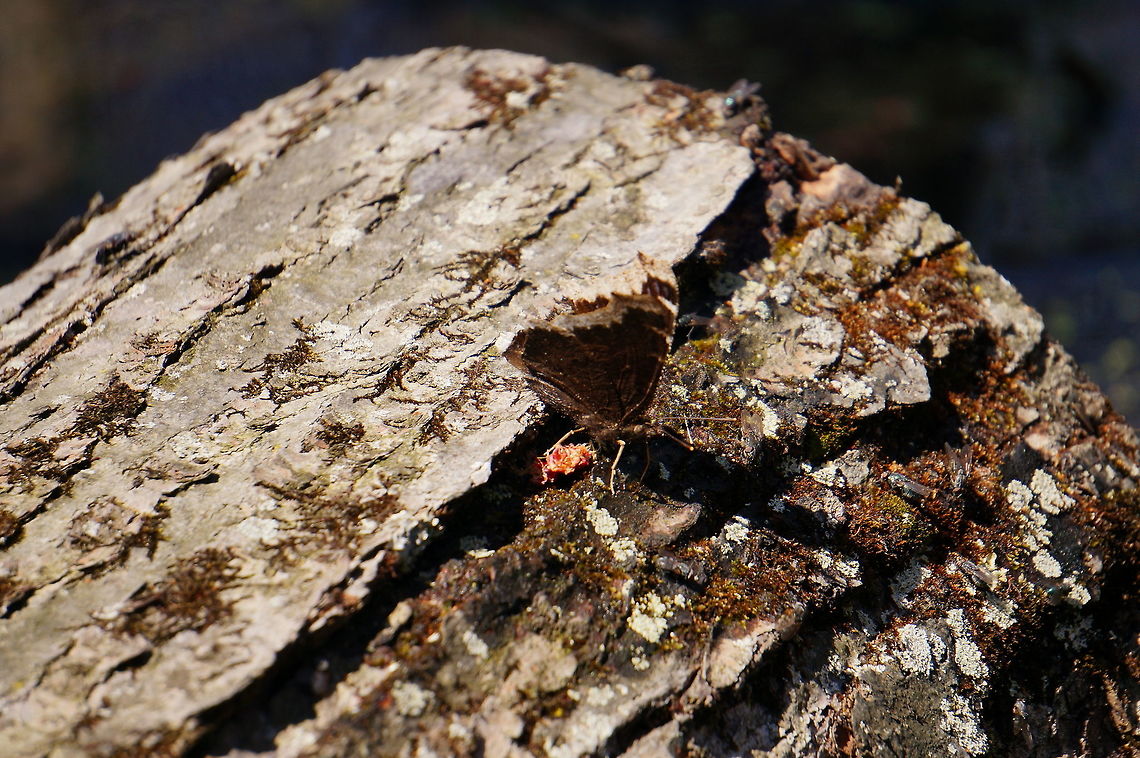 Mourning Cloak (Nymphalis antiopa)  Animal,Arthropod,Butterfly,Geotagged,Henrietta,Insect,Lepidoptera,Mourning Cloak,Nature,New York State,Nymphalidae,Nymphalini,Nymphalis,Nymphalis antiopa,Rochester,Tinker Nature Park,United States,United States of America,Winter