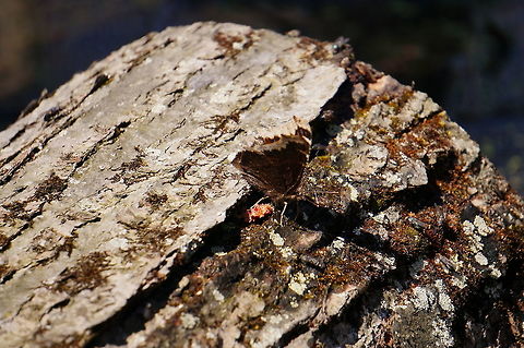 Mourning Cloak (Nymphalis antiopa)  Animal,Arthropod,Butterfly,Geotagged,Henrietta,Insect,Lepidoptera,Mourning Cloak,Nature,New York State,Nymphalidae,Nymphalini,Nymphalis,Nymphalis antiopa,Rochester,Tinker Nature Park,United States,United States of America,Winter