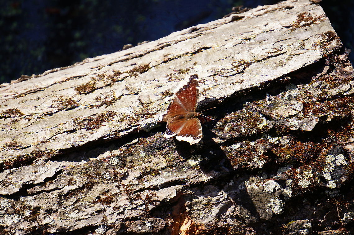 Mourning Cloak (Nymphalis antiopa)  Animal,Arthropod,Butterfly,Geotagged,Henrietta,Insect,Lepidoptera,Mourning Cloak,Nature,New York State,Nymphalidae,Nymphalini,Nymphalis,Nymphalis antiopa,Rochester,Tinker Nature Park,United States,United States of America,Winter