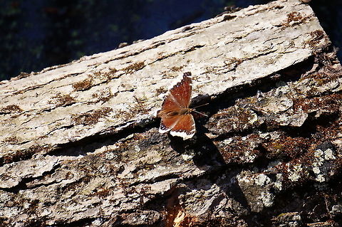 Mourning Cloak (Nymphalis antiopa)  Animal,Arthropod,Butterfly,Geotagged,Henrietta,Insect,Lepidoptera,Mourning Cloak,Nature,New York State,Nymphalidae,Nymphalini,Nymphalis,Nymphalis antiopa,Rochester,Tinker Nature Park,United States,United States of America,Winter