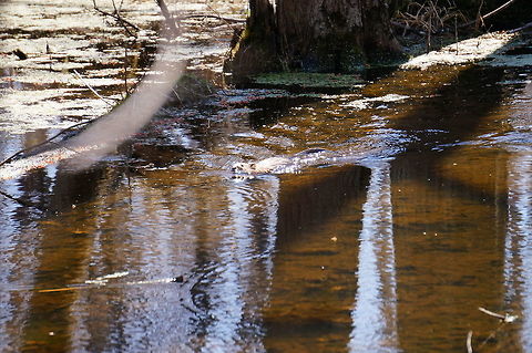 North American Beaver (Castor canadensis) We thought this guy (girl?) was an otter when we saw it, but my photos of it clearly show the ears are too big, and you can see what looks like a beaver tail in some of the photos (including this one), so I'm pretty sure it was a (skinny) beaver now. Animal,Beaver,Castor,Castor canadensis,Castoridae,Geotagged,Henrietta,Mammal,Nature,New York State,North American Beaver,Rochester,Rodent,Rodentia,Tinker Nature Park,United States,United States of America,Vertebrate,Winter