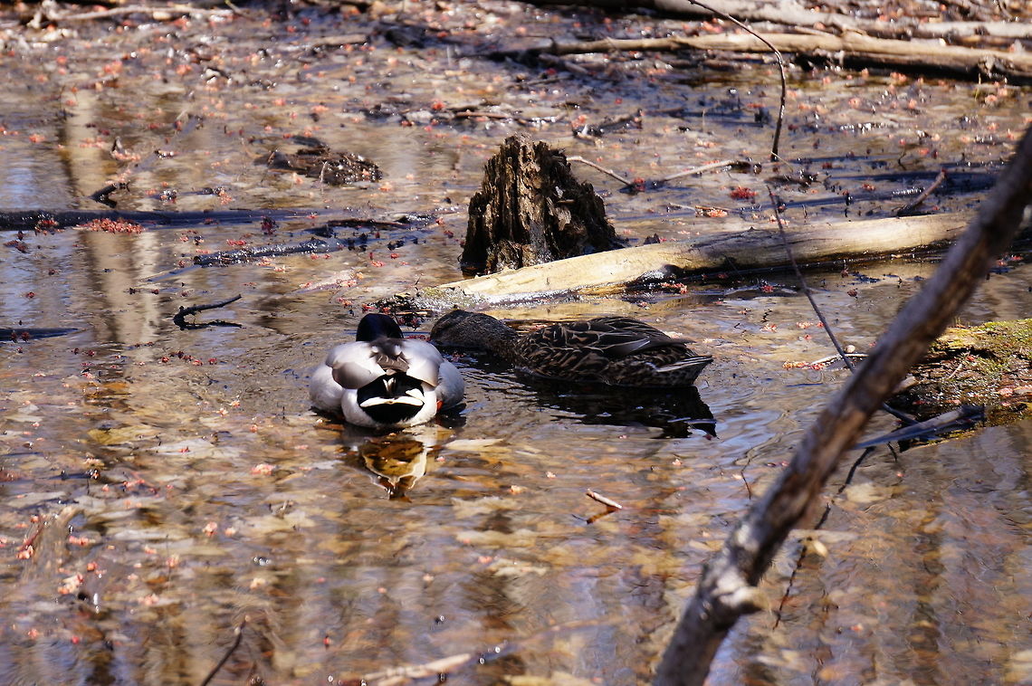 Lunch Date  Anas,Anas platyrhynchos,Anatidae,Anatinae,Animal,Anseriformes,Bird,Dabbling Duck,Duck,Geotagged,Henrietta,Mallard,Nature,New York State,Rochester,Tinker Nature Park,United States,United States of America,Vertebrate