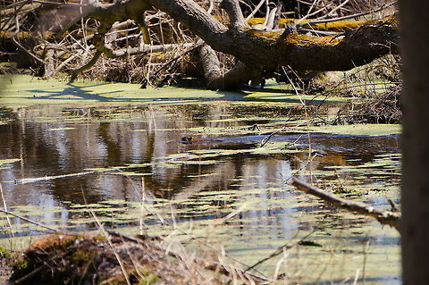 North American Beaver (Castor canadensis)  Animal,Beaver,Castor,Castor canadensis,Castoridae,Geotagged,Henrietta,Mammal,Nature,New York State,North American Beaver,Rochester,Rodent,Rodentia,Tinker Nature Park,United States,United States of America,Vertebrate,Winter