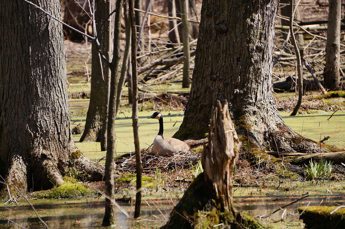 Nesting Goose She was honking back and forth with her mate, who was nearby (farther away from us, and to the left). Anatidae,Animal,Anseriformes,Anserini,Bird,Black Goose,Branta,Branta canadensis,Canada goose,Canadian Goose,Geotagged,Goose,Henrietta,Nature,New York State,Rochester,Tinker Nature Park,United States,United States of America,Vertebrate