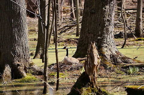Nesting Goose She was honking back and forth with her mate, who was nearby (farther away from us, and to the left). Anatidae,Animal,Anseriformes,Anserini,Bird,Black Goose,Branta,Branta canadensis,Canada goose,Canadian Goose,Geotagged,Goose,Henrietta,Nature,New York State,Rochester,Tinker Nature Park,United States,United States of America,Vertebrate