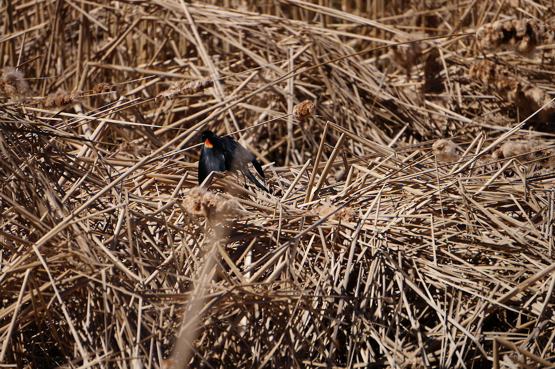 Red-Winged Blackbird (Agelaius phoeniceus)  Agelaius,Agelaius phoeniceus,Animal,Bird,Geotagged,Henrietta,Icteridae,Nature,New York State,Passeriformes,Perching Bird,Red-winged Blackbird,Red-winged blackbird,Rochester,Tinker Nature Park,United States,United States of America,Vertebrate,Winter