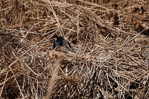 Red-Winged Blackbird (Agelaius phoeniceus)  Agelaius,Agelaius phoeniceus,Animal,Bird,Geotagged,Henrietta,Icteridae,Nature,New York State,Passeriformes,Perching Bird,Red-winged Blackbird,Red-winged blackbird,Rochester,Tinker Nature Park,United States,United States of America,Vertebrate,Winter
