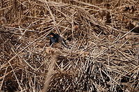 Red-Winged Blackbird (Agelaius phoeniceus)  Agelaius,Agelaius phoeniceus,Animal,Bird,Geotagged,Henrietta,Icteridae,Nature,New York State,Passeriformes,Perching Bird,Red-winged Blackbird,Red-winged blackbird,Rochester,Tinker Nature Park,United States,United States of America,Vertebrate,Winter