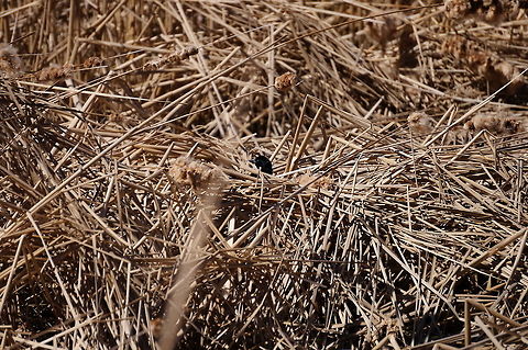 Red-Winged Blackbird (Agelaius phoeniceus) I was following this sparrow:
http://www.jungledragon.com/image/28563/song_sparrow_melospiza_melodia.html

hop into the bottom of this cluster of reeds, when all of a sudden this blackbird poked its head out of the top, before flying away...
http://www.jungledragon.com/image/28561/red-winged_blackbird_agelaius_phoeniceus.html Agelaius,Agelaius phoeniceus,Animal,Bird,Geotagged,Henrietta,Icteridae,Nature,New York State,Passeriformes,Perching Bird,Red-winged Blackbird,Red-winged blackbird,Rochester,Tinker Nature Park,United States,United States of America,Vertebrate,Winter