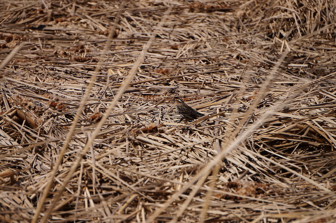 Song Sparrow (Melospiza melodia)  Animal,Bird,Emberizidae,Geotagged,Henrietta,Melospiza,Melospiza melodia,Nature,New York State,Passeriformes,Perching Bird,Rochester,Song Sparrow,Tinker Nature Park,United States,United States of America,Vertebrate,Winter