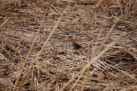 Song Sparrow (Melospiza melodia)  Animal,Bird,Emberizidae,Geotagged,Henrietta,Melospiza,Melospiza melodia,Nature,New York State,Passeriformes,Perching Bird,Rochester,Song Sparrow,Tinker Nature Park,United States,United States of America,Vertebrate,Winter