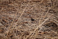 Song Sparrow (Melospiza melodia)  Animal,Bird,Emberizidae,Geotagged,Henrietta,Melospiza,Melospiza melodia,Nature,New York State,Passeriformes,Perching Bird,Rochester,Song Sparrow,Tinker Nature Park,United States,United States of America,Vertebrate,Winter