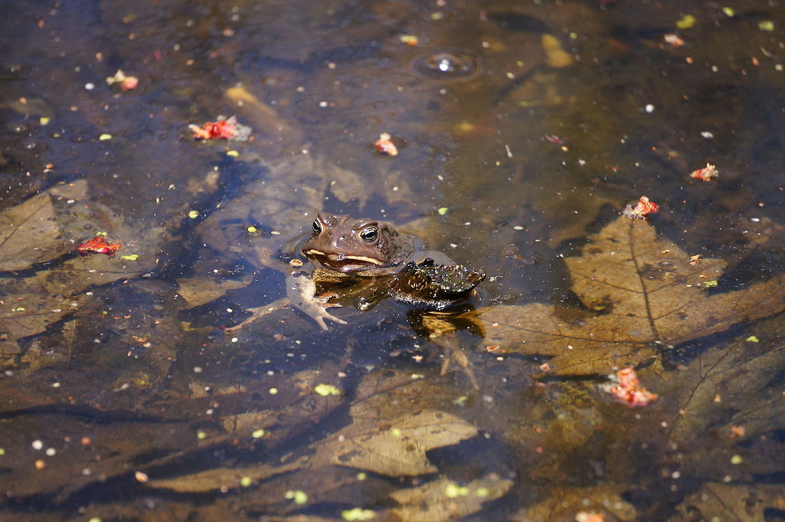 American Toad (Anaxyrus americanus)  American Toad,American toad,Amphibian,Anaxyrus,Anaxyrus americanus,Animal,Anura,Bufonidae,Frog,Geotagged,Henrietta,Nature,New York State,Rochester,Tinker Nature Park,True Toad,United States,United States of America,Vertebrate,Winter