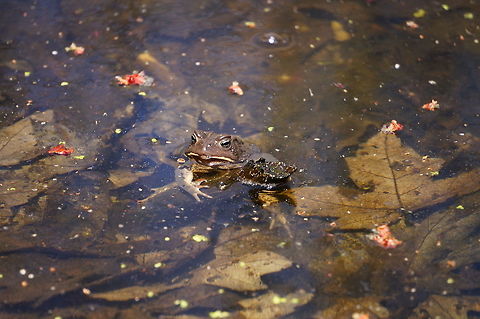 American Toad (Anaxyrus americanus)  American Toad,American toad,Amphibian,Anaxyrus,Anaxyrus americanus,Animal,Anura,Bufonidae,Frog,Geotagged,Henrietta,Nature,New York State,Rochester,Tinker Nature Park,True Toad,United States,United States of America,Vertebrate,Winter